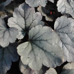 Żurawka 'Silver Gumdrop' - Heuchera Silver Gumdrop